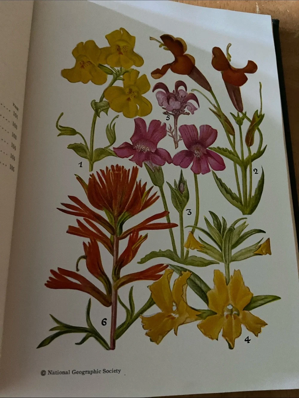 Flowers West Coast Botanical Book flower floral wildflower wildflowers plants hc